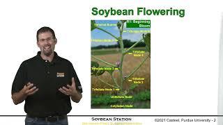Science for Success: Soybean Flowering