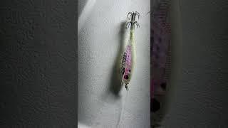 Nice White Squid Jig Fishing New York 白色木虾 钓鱿鱼 纽约钓鱼