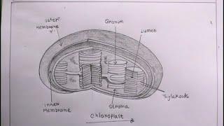 How TO Draw chloroplast step by step/draw a chloroplast easy/chloroplast drawing