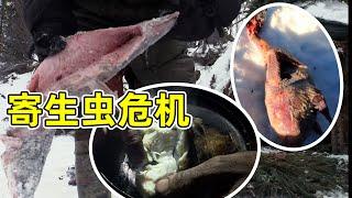 【荒野獨居第11季15】老鼠在魚肉上拉大便，壯漢感染寄生蟲生大病，上吐下瀉無藥可治