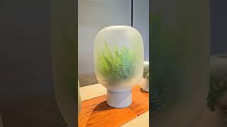 이게 뭘까? 맘 편해지는 ... green healing vibes #최정화랑데부 #choijwrendezvous #SpaceDesign #GreenHealingVibes