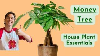 Money Tree Plant Care - How to Grow Pachira - Low Maintenance