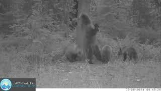 2024 Grizzly Sow & 3 Cubs of the Year - Bear Rub