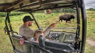 Bison Out Again! Peaches Looses Her Calf During Move!