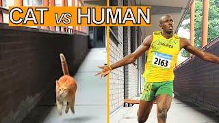 Alvi cat : speed test - my cat versus Usain Bolt