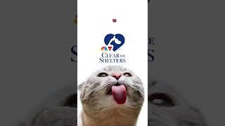 #ClearTheShelters broke records this year — all thanks to you! ⁠ | NBC 7 San Diego