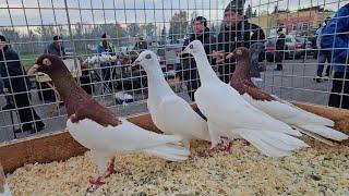 JEDLIŃSK Gołębie pigeons targ Andrzej W. 27.10.2024 cz.3/4Gołębie jasne i wyszwance Andrzeja Radom