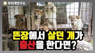 뜬장에서 살던 개가 출산을 하고 사람 곁에서 산다면 어떻게 될까?