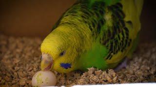 Budgies' Reaction to Nest Box Relocation?