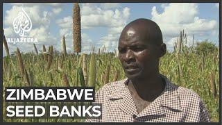 Zimbabwe farming: Seed banks set up to prepare for drought