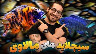  نگهداری از سیکلید های مالاوی به راحتی آب خوردن