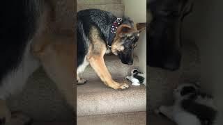 Helpful Pup Carries Foster Kittens Upstairs