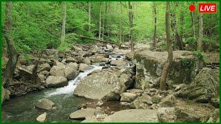  Beautiful Nature Soothing Music For Relaxation & Stress Relief  Calm Music  Meditation, Sleep