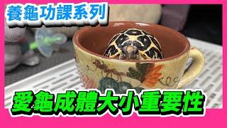 【星龜】印度星龜日常生活318~養龜功課系列 愛龜成體大小的重要性~