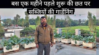 Terrace Kitchen Gardening for Beginners