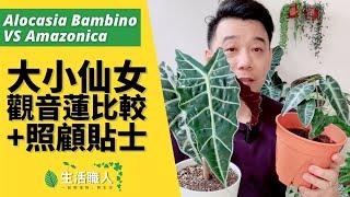 大仙女觀音蓮 VS 小仙女觀音蓮的區別 + 照顧貼士 - Alocasia Amazonica VS Alocasia Bambino + Care Tips