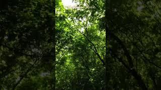 Meditation Music #music #nature #relaxing #beautiful #relaxingmusic #deepbreathing #ambientmusic