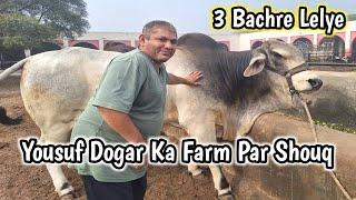 Alhamdulillah️ 3 Bachre Leliye || Boss Cattle Farm