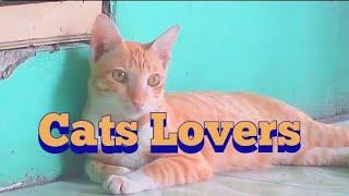 Cats Lovers