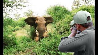 Sustainable Elephant Hunting A Challenge and Difficulties for Ecosystem Balance