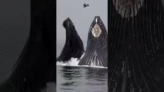 Surprising Humpback whale Lunge Feeding|in Front Of whale|Asad Khan