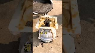 Homemade Cement Flower Pot – DIY Molds, Masonry & Construction Hacks part 77