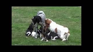 Basset Hound Bohemia Horrido Puppies 2018