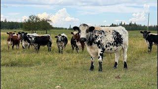 Brock Allison - 915# September Grass Steers - 67 Head (Sherwood Park, AB)