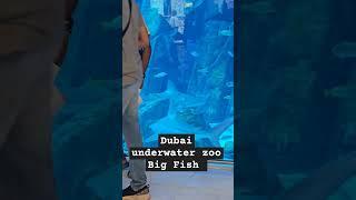 Underwaters zoo in Dubai mall Mashum Billah Vlogs