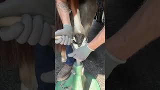 A little softening with heat #oddlysatisfying #hooftrimming #horsecare #farrier #asmr