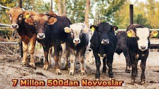 7 Millon 500dan Arzonchi Sardor Akadan Arzon Buqalar  18-Oktyabr, 2024