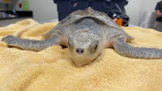 June 15 - Sea Turtle Exam Part One