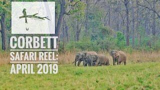 Corbett Safari Video (Bijrani & Jhirna): April 2019- Wilderlust Expeditions