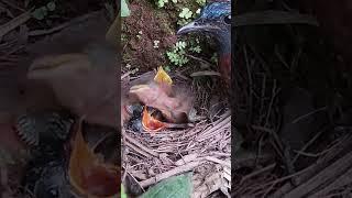 The neck of the cuckoo is too short. Watch the bird's parents feed other birds杜鹃鸟脖子太短了，看着鸟爸鸟妈喂其他小鸟