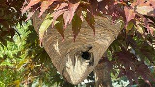 Massive hornet nest up close, swarmed by angry hornets attacked by wasp