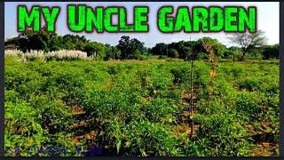 My Uncle Garden || New Vlog video 2022 || Sb Comedy Vlog|| My first vlog video 2022 || viral blog