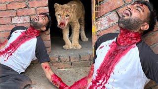 Lion Ny Hamla Kr Diya Turab Pr