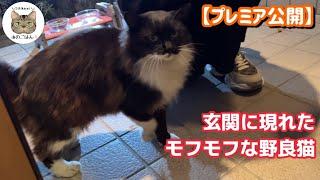 【捨て猫？】凍えていた人懐っこいモフモフな野良猫を保護”出会い～保護”まとめ動画