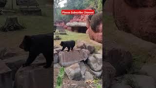 Bear !! Please subscribe channel #bear #zoo #bearfacts #amazingfacts #animals #trending #information