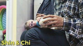 Baby Monkey Shin Drink Milk and Monkey attack Dog Chichi | Cute animal videos