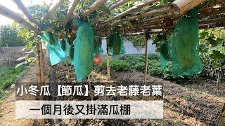 小冬瓜（節瓜）剪去老藤老葉 一個月後又掛滿瓜棚