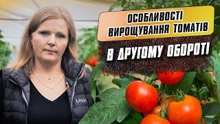 Особливості вирощування томатів в другому обороті