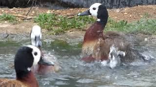 White-faced  tree duck