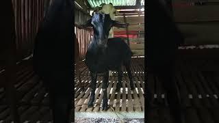 BLACK GOAT