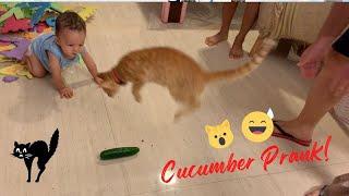 CUCUMBER PRANK ON OUR CAT | #Shorts | Hazel's Diary