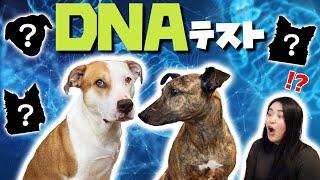 【保護犬】DNA検査で犬種が判明！驚きの結果が…