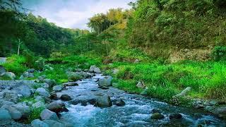 Flowing Water Sounds of a Gentle River | Nature Ambience for Relaxation