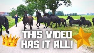 This video has it all! | Friesian Horses