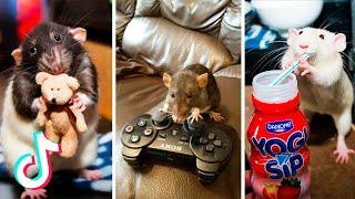 Tik Tok Funny Rats Compilation | Trained Rats Playing | Cute Rats | Rats Stealing Food 