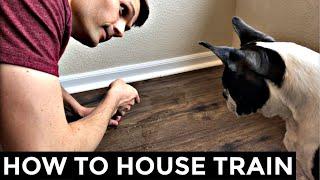 How To Potty Train A Boston Terrier - 5 Steps To Housebreak Your Dog